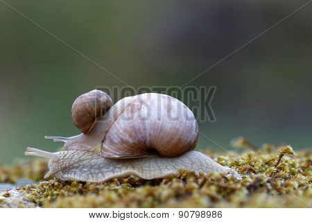 Snail On Top Of A Snail On Green Moss