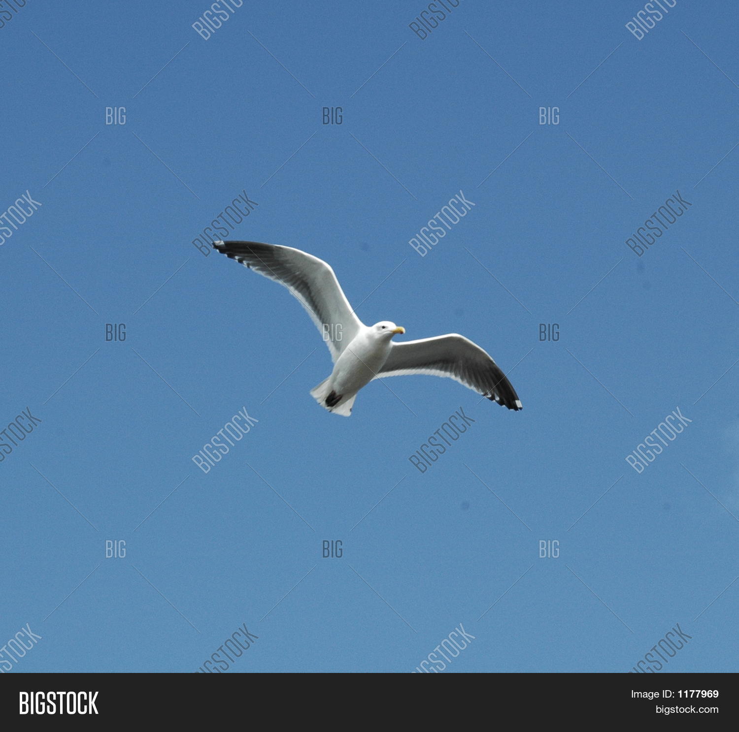 Image Preview