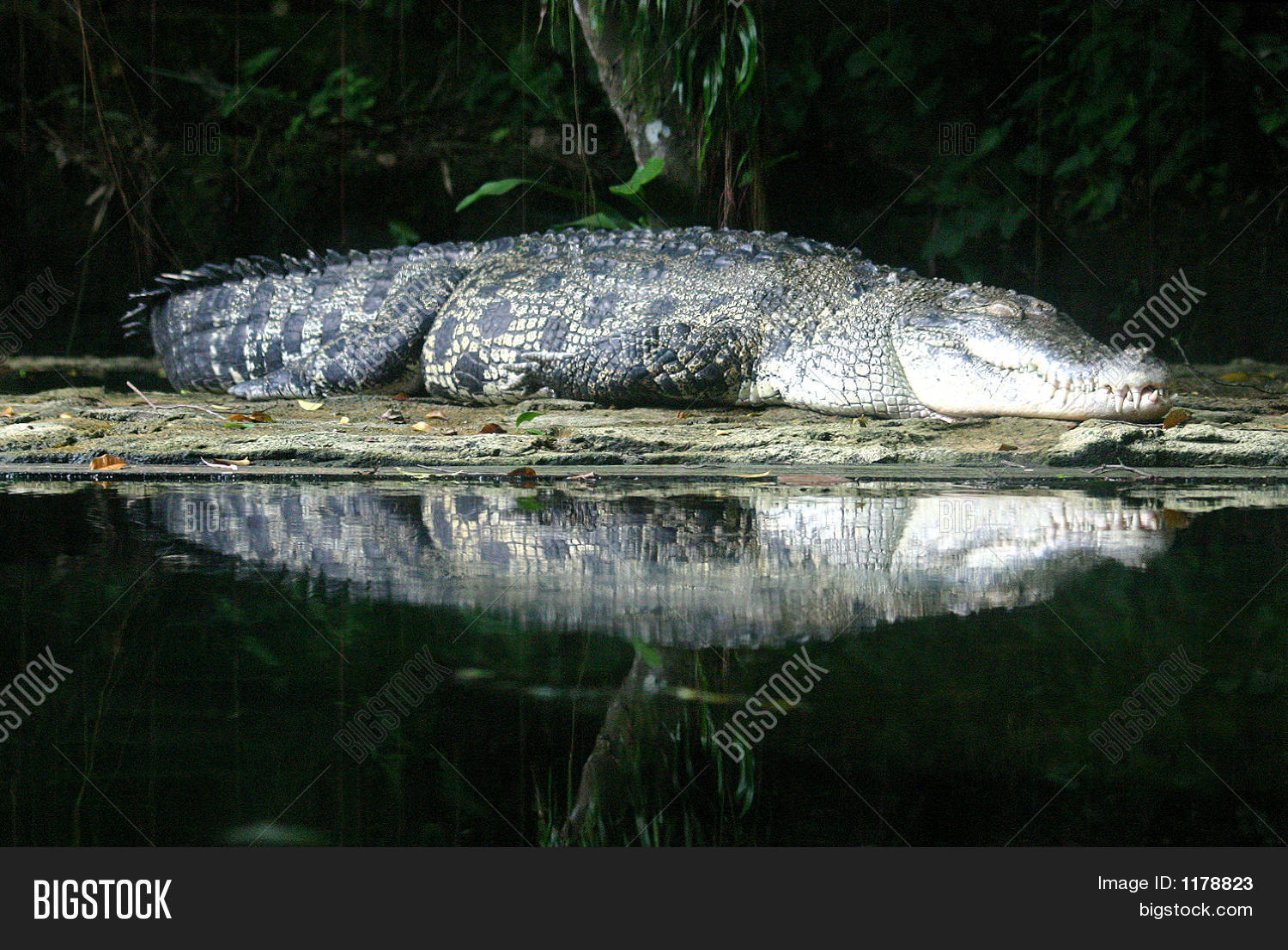 Image Preview