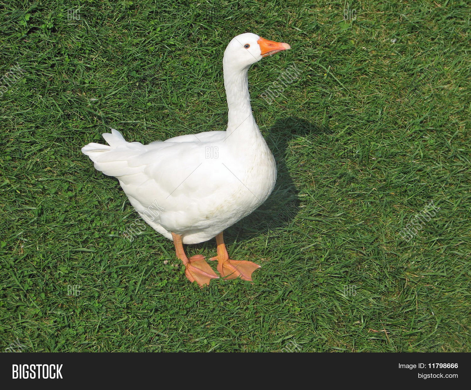 White Duck Orange Beak Image & Photo (Free Trial) Bigstock