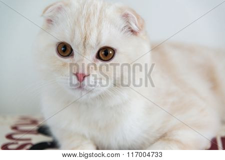 closeup portrait of a scottish fold kitten