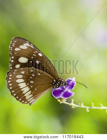 Butterfly on flower
