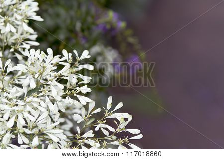 Abstract natural text box Pascuita flower backgrounds
