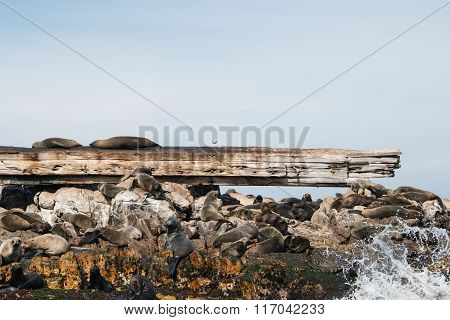 Cape Fur Seals On Prince Port Shipwreck
