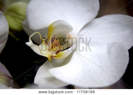 Luna orchidea