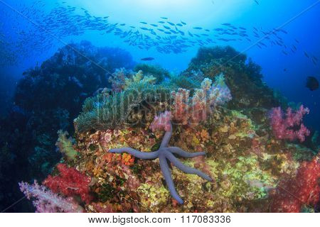 Fish coral reef sea ocean underwater