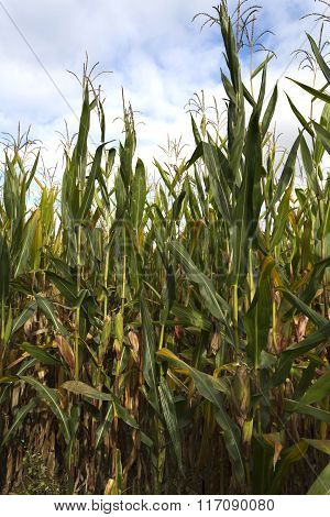 Field Of Maize Plants