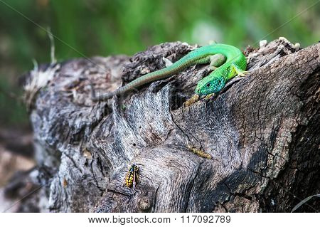 Lizard Hunts Insect