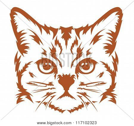 cat head cool
