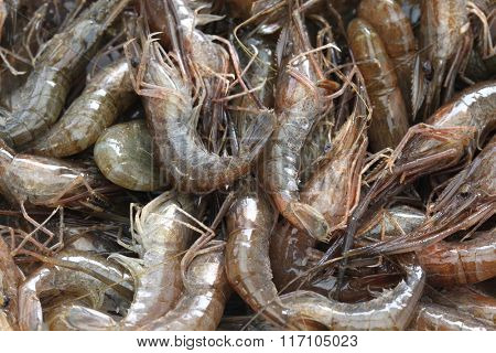 Macrobrachium nipponense, freshwater shrimp
