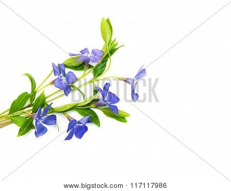 Blue Perwinkle Flowers