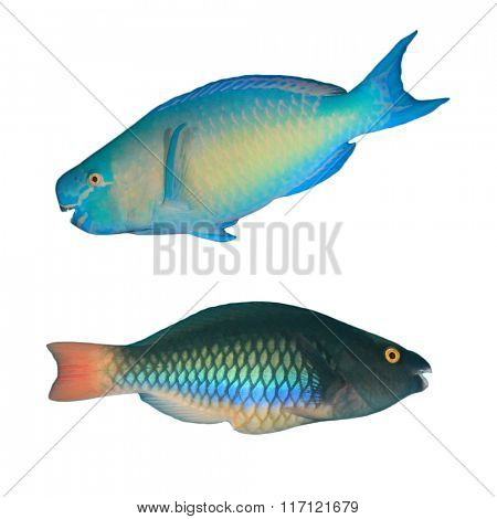 Parrotfish: Tropical fish isolated on white background