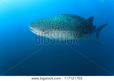 Whale Shark