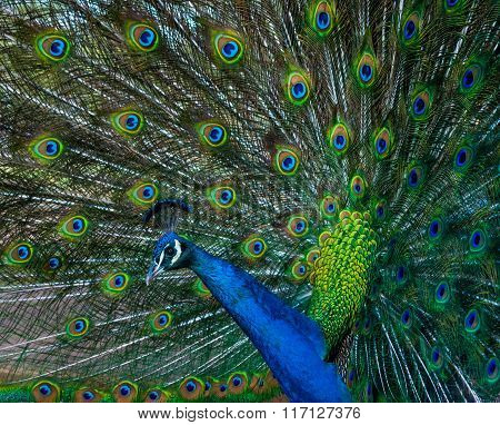 Peacock