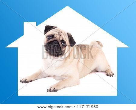 Safe Home Concept -pug Dog Lying In Blue House Frame