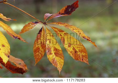 Indian Horse Chestnut