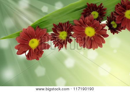 Beautiful Pink Chrysanthemum flowe