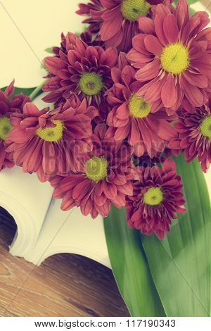 Beautiful Pink Chrysanthemum flower with vintage filter style
