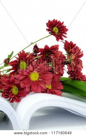 Beautiful Pink Chrysanthemum flower