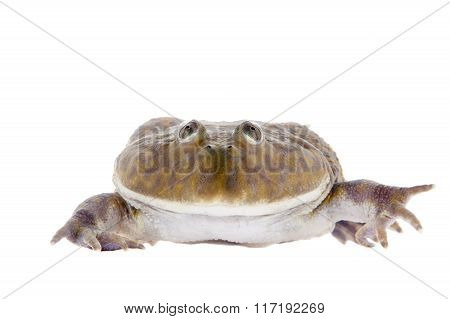 The Budgett's or hippo frog, Lepidobatrachus laevis, on white