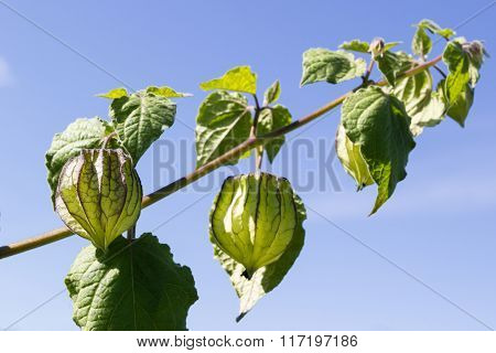 Cape Gooseberry (physalis Peruviana), Little Twig On Blue Sky Background.