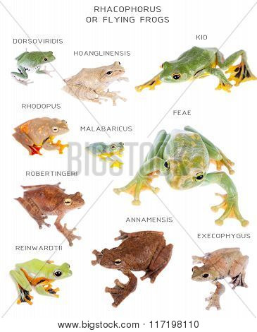 Flying tree frogs set on white