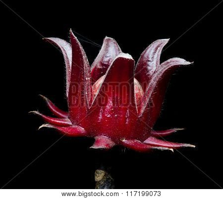 Close up of Roselle fruit isolated on black background