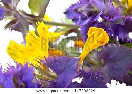 Melampyrum Nemorosum, Or  Ivan-da-marya