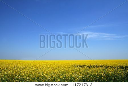 Canola Field Under Blue Sky