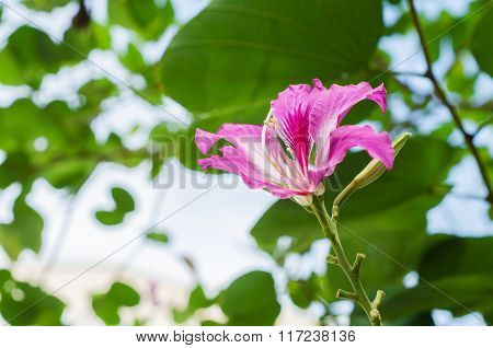 Butterfly Tree