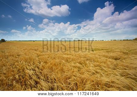 Field of wheat