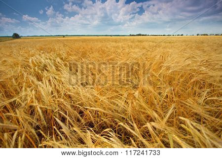 Field of wheat