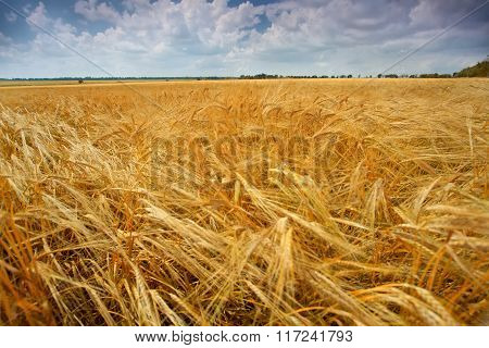Field of wheat