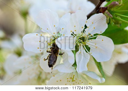 Blossoming of cherry flowers