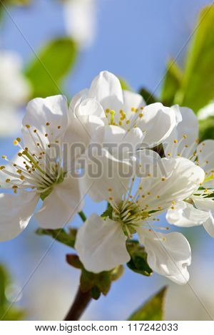 Blossoming of cherry flowers