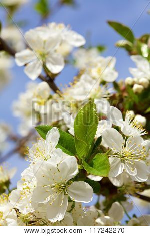 Blossoming of cherry flowers