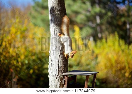 Squirrel on the tree