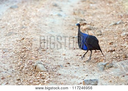 Vulturine Guineafowl