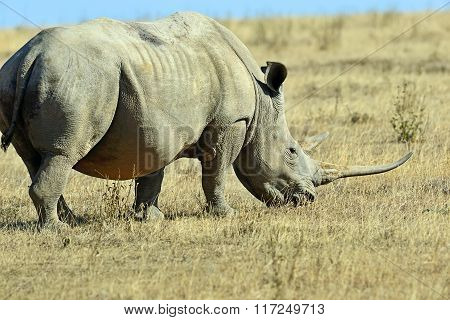 African Elephants In The Savannah