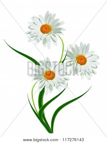 Daisies Summer White Flower