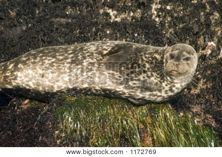 Harbor Seal Pct5597