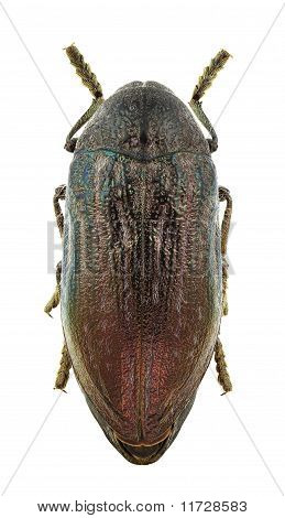 Judolis Pubescens