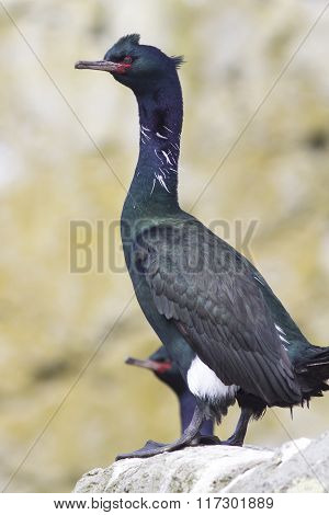 Pelagic Cormorant Sitting On A Rock Near The Colony Summer Day