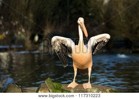 Rare Spot-billed Pelican, Pelecanus Philippensisin