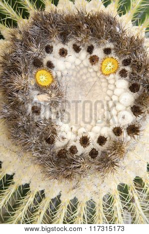 Cactus (top View)..