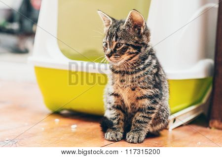 Cute Striped Grey Tabby Kitten