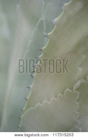 Background Of Cactus Leaves (agave)..