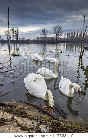 Mute swans, Cygnus olor