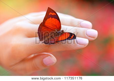 Beautiful colorful butterfly sitting on female hand, close-up