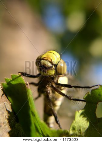 Dragon Fly